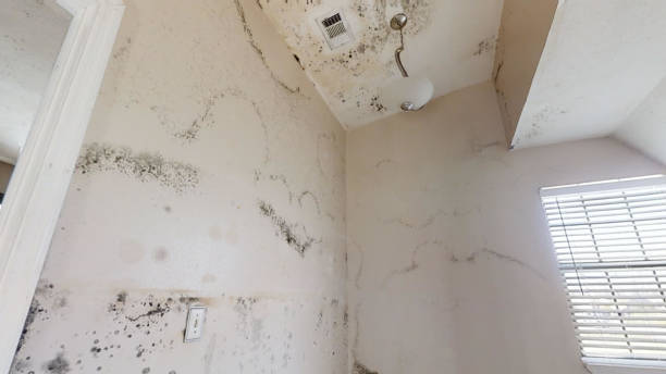 Best Biohazard Mold Removal  in Weatogue, CT