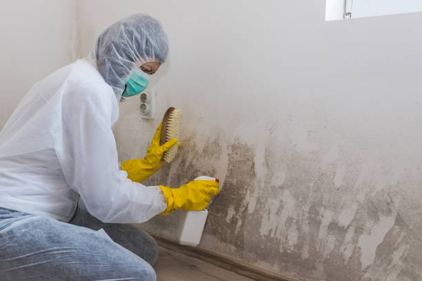 Best Industrial Mold Remediation  in Weatogue, CT