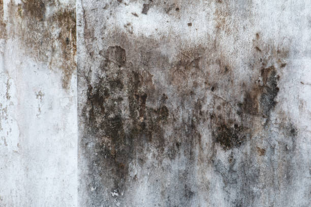 Best Attic Mold Removal  in Weatogue, CT