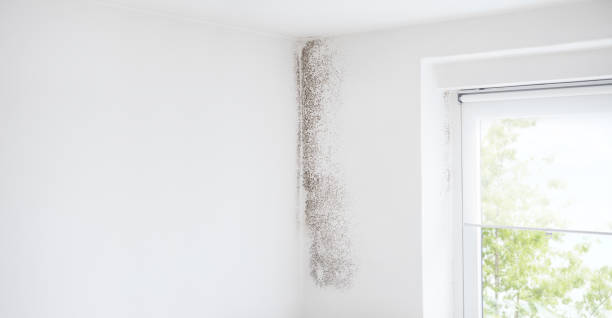 Best Environmental Consulting for Mold Prevention  in Weatogue, CT