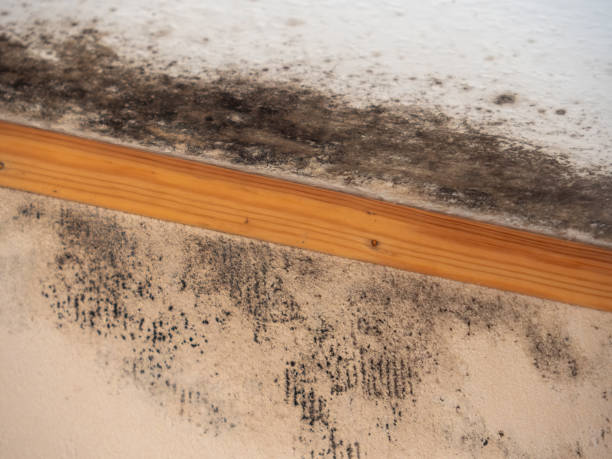Reliable Weatogue, CT Mold Removal Solutions