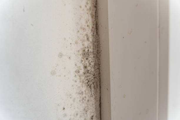 Best Air Quality Testing for Mold Spores  in Weatogue, CT